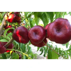 🍑 Piersicul plat nectarin Tintosa (Тинтоса)