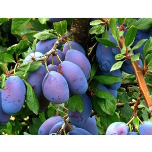 🍑 Prunul Stanley (Стенлей)