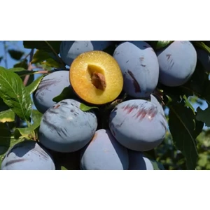 🍑 Prunul Top Hit (Топ хит)