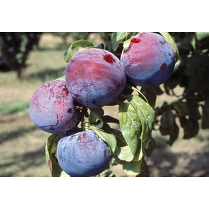 🍑 Prunul Anjelino (Анжелино)