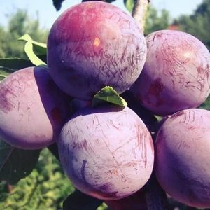 🍑 Prunul Renglot Altan (Ренглот Алтан)