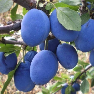 🍑 Prunul Silvia (Силвиа)