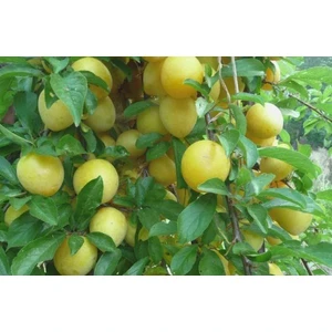 🍑 Prunul Medovaya (Медовая)