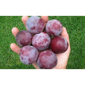 🍑 Prunul Alenushka (Аленушка)