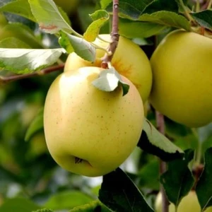 Golden Delicious (Голден Делишес)