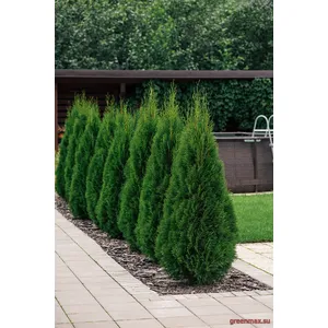 🌲 Tuia Smaragd – Gard viu perfect, eleganță naturală pentru grădina ta