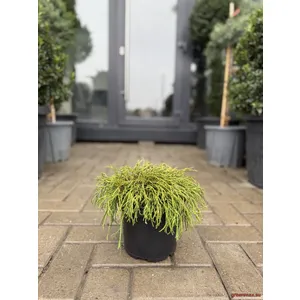 🌲 Chiparos Filifera Nana – eleganță compactă pentru grădini rafinate