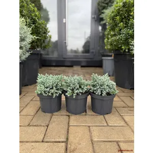 🌿 Ienupăr albastru „Blue Star” – accent modern cu nuanță argintie