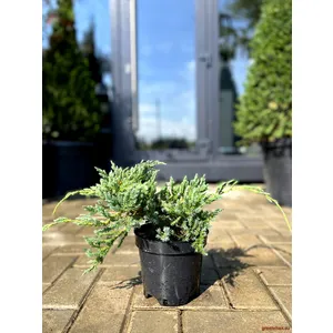 🌿 Ienupăr târâtor „Blue Carpet