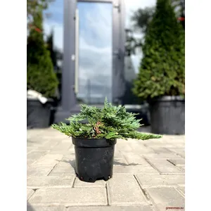 🌿 Ienupăr „Blue Chip”