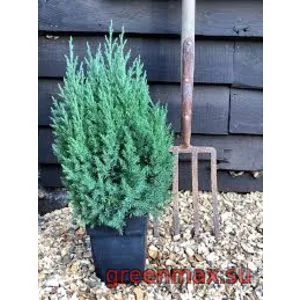 🌲 Ienupăr „Stricta”