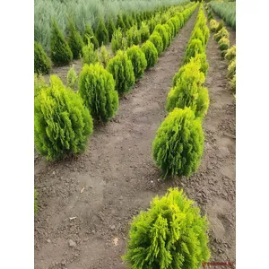 🌲 Tuia „Aurea Nana”