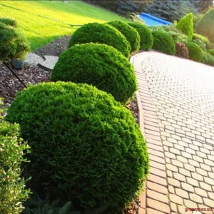 🌲 Tuia „Danica”