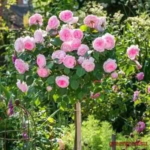 🌹 Trandafir pe tulpină “Miranda”