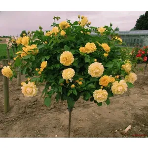 🌹 Trandafir pe tulpină “Landora”