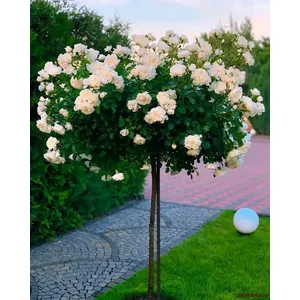 🌹 Trandafir pe tulpină “Cristall”