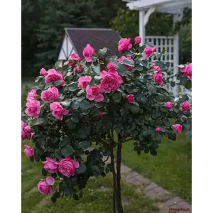 🌹 Trandafir pe tulpină „Leonardo da Vinci”