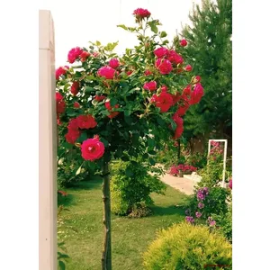 🌹 Trandafir pe tulpină „Rodi”