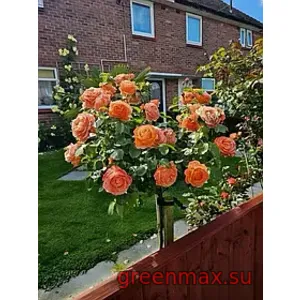 🌹 Trandafir pe tulpină „Voodoo” (Portocaliu)