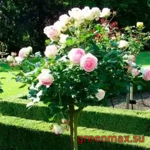 🌹 Trandafir pe tulpină „Eden”