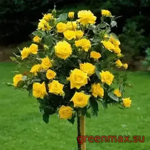 🌹 Trandafir pe tulpină „Kerio”