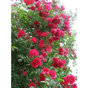 🌹 Trandafiri cățărători „Simpati”