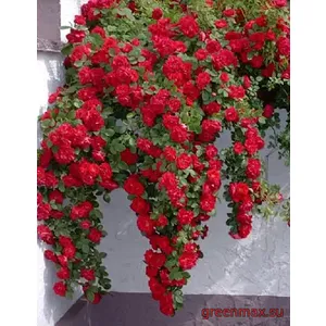 🌹 Răsaduri trandafiri „Flamentanz”