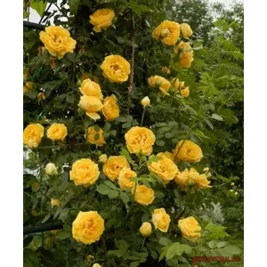 🌹 Răsaduri trandafiri „Golden Day”