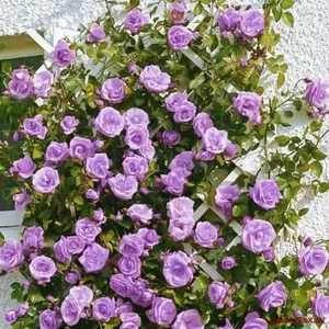 🌹 Răsaduri trandafir cățărător „Blue Moon”