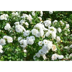 🌹 Răsaduri trandafiri „Schneewalzer”