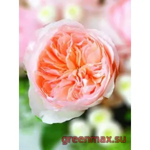 🌹 Trandafir englezesc David Austin „Sweet Juliette”