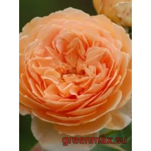 🌹 Trandafir englezesc David Austin „Charles Austin”