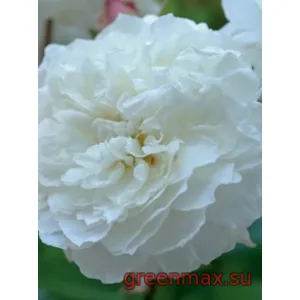 🌹 Trandafir englezesc David Austin „Susan Williams-Ellis”