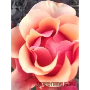 🌹 Trandafir 3-D (3D Rose)