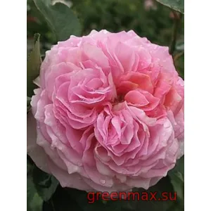 🌹 Trandafir englezesc David Austin „James Galway”