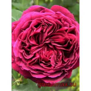 🌹 Trandafir englezesc David Austin „Falstaff”