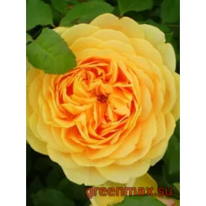 🌹 Trandafir englezesc David Austin „Graham Thomas”