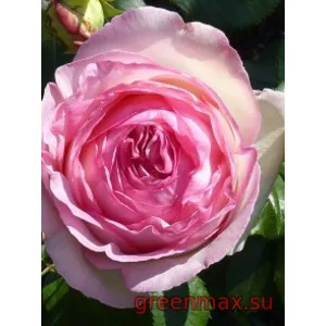 🌹 Trandafir francez Eden Rose (Pierre de Ronsard)