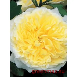 🌹 Trandafir englezesc David Austin „Pilgrim”