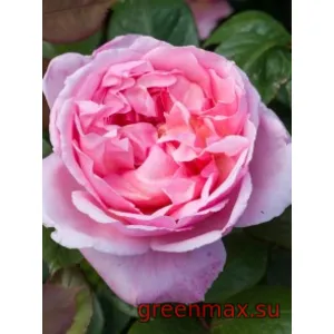 🌹 Trandafir englezesc David Austin „Brother Cadfael”