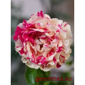 🌹 Trandafir francez „Vanille Fraise”