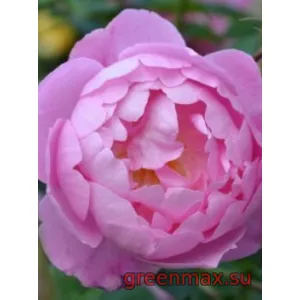 🌹 Trandafir englezesc floribunda „Skylark”