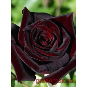 🌹 Trandafir „Black Magic”