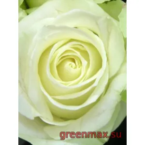 🌹 Trandafir „Avalanche Peach”