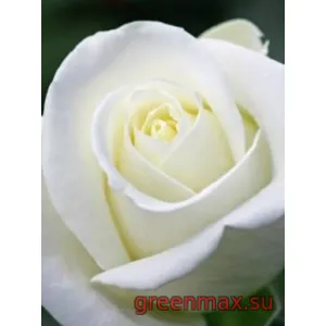 🌹 Trandafir „Anastasia”