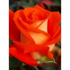 🌹 Trandafir „Verano”