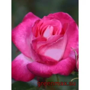 🌹 Trandafir „Gaujard”