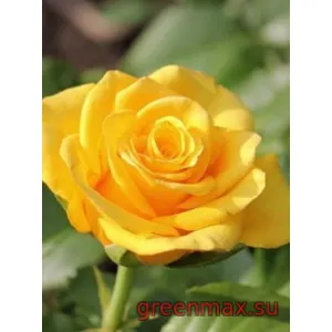 🌹 Trandafir „Kern”