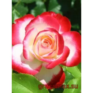 🌹 Trandafir „Blush”