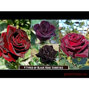 🌹 2. Trandafir „Black Cherry”